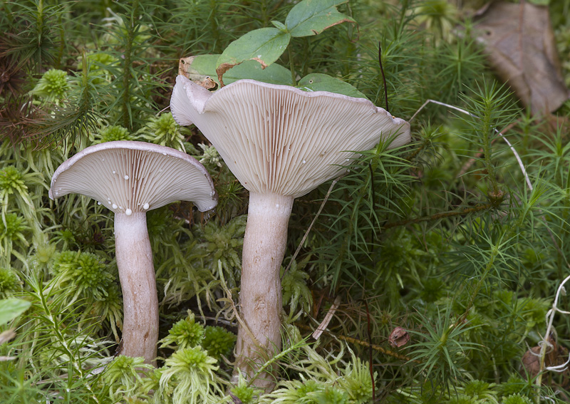 Lactarius vietus